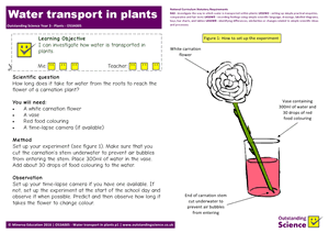Year 3 Plants | Outstanding Science