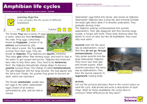 Outstanding Science Year 5 - Living things and their habitats | Amphibian life cycles